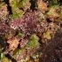 Heuchera micrantha 'Palace Purple' -- Purpurglöckchen